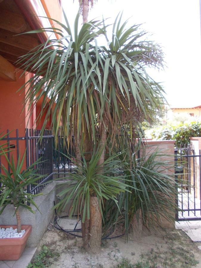 Alessandria Residence Desenzano del Garda Buitenkant foto